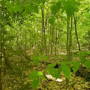 Meet your Posher, Briana